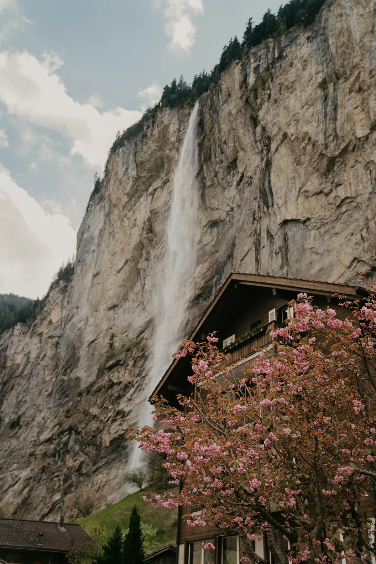 Der Staubbachfall fällt über die senkrechte Felswand des Lauterbrunnentals, davor ein Chalet und ein blühender Kirschbaum